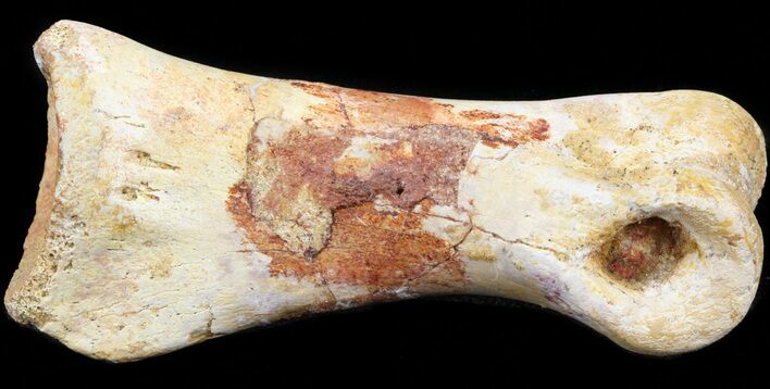 Well Preserved Theropod Toe Bone - Kem Kem Beds #42876